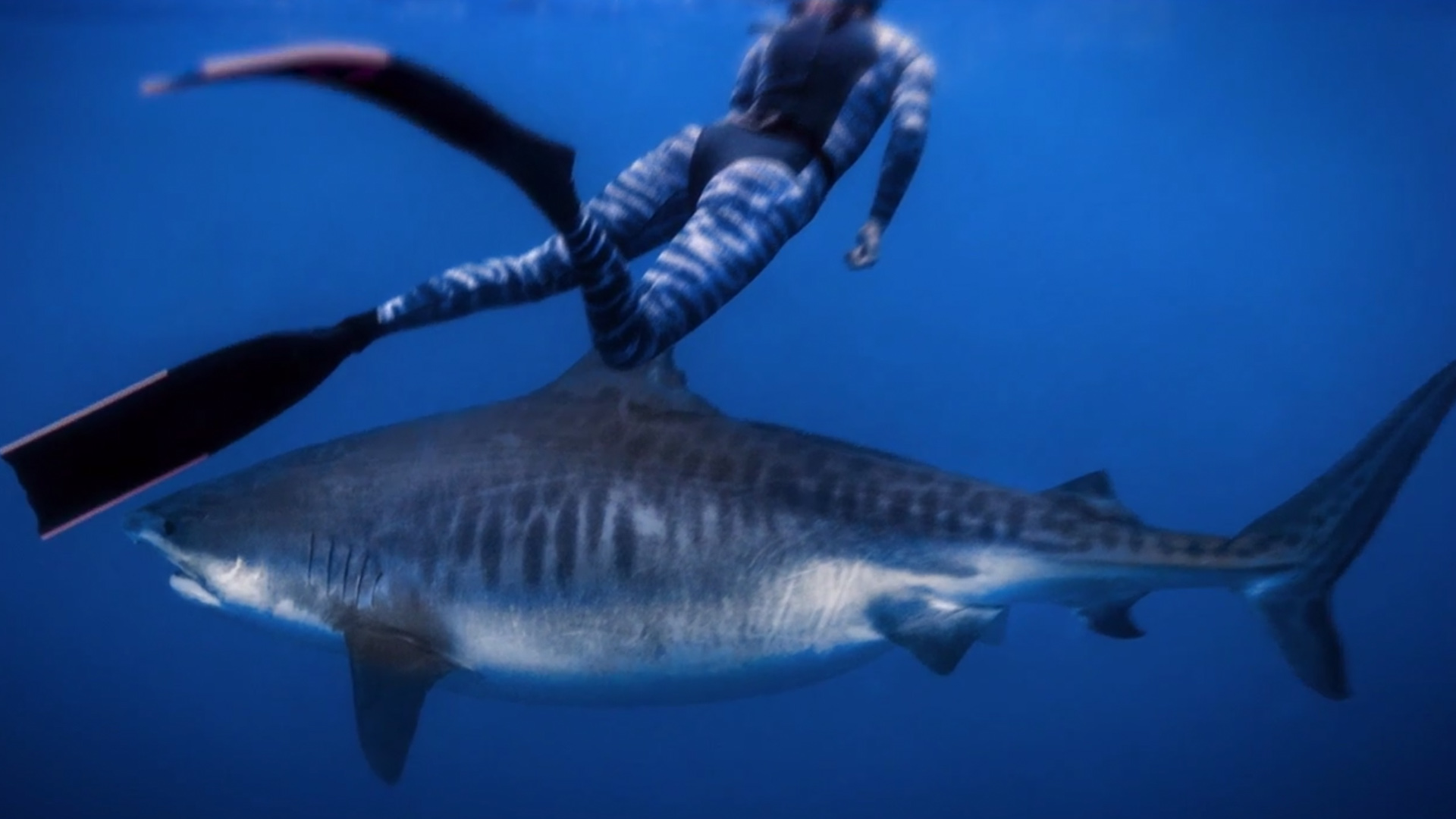 National Geographic's SharkFest 2021 Is Now Playing ABC Updates